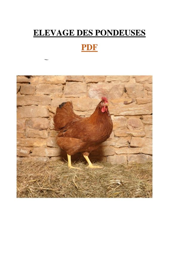 Les poules pondeuses